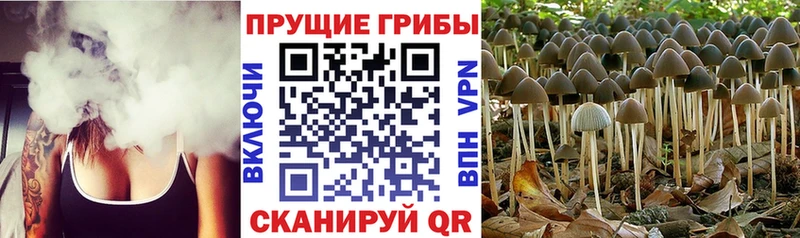 ОМГ ОМГ как войти  Тырныауз  Псилоцибиновые грибы мухоморы 